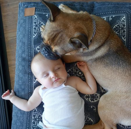 Introducing your dog to your new baby 