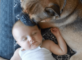 Introducing your dog to your new baby