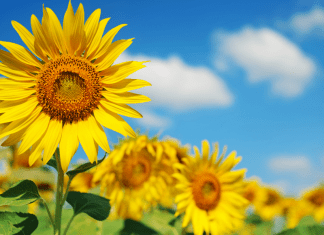 sunflowers dc area
