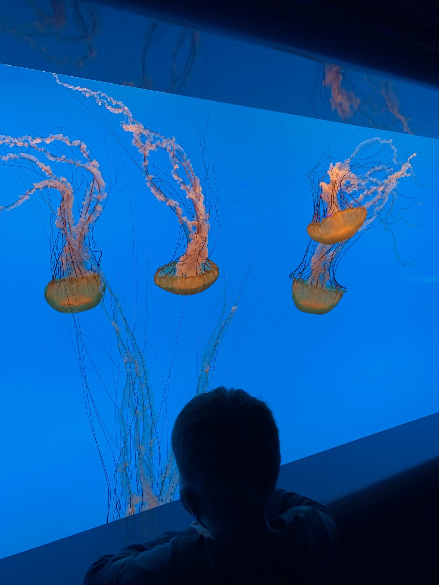Baltimore Aquarium Jellyfish